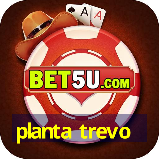 planta trevo